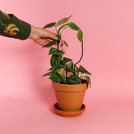 Plantensteun Mini Set - Zwart