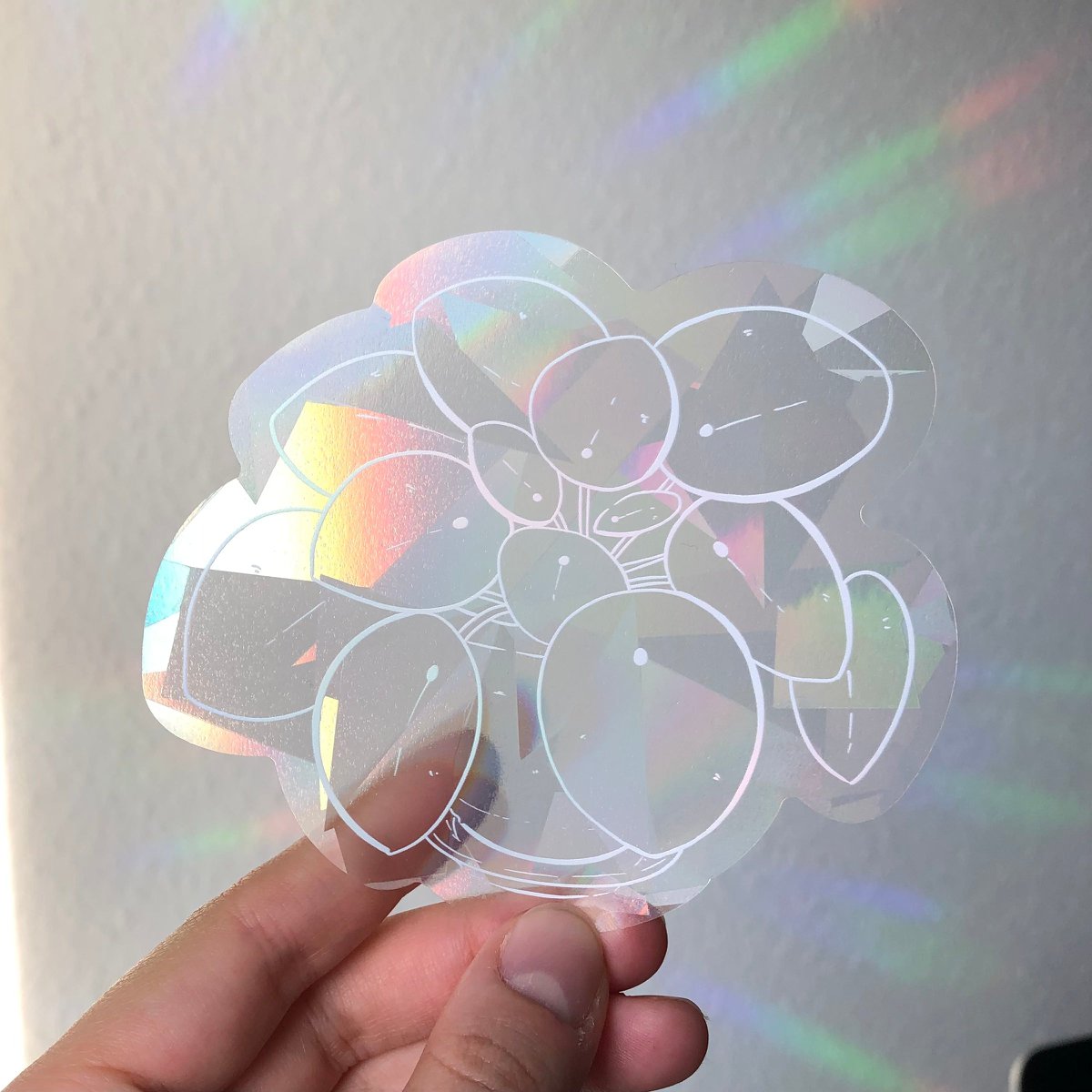 Rainbow Maker - Pilea White