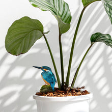 Afbeelding in Gallery-weergave laden, Plantensteker - Ijsvogel