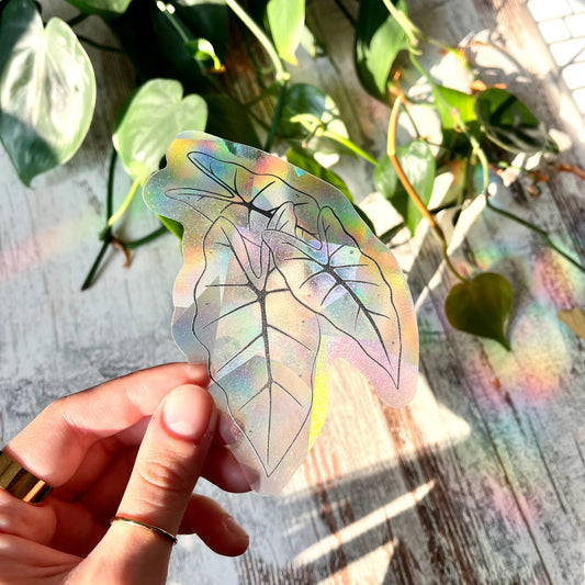 Regenboog Sticker - Alocasia Frydek Zwart