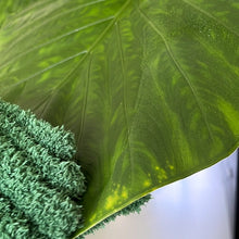 Afbeelding in Gallery-weergave laden, Groene Vingers Handschoenen