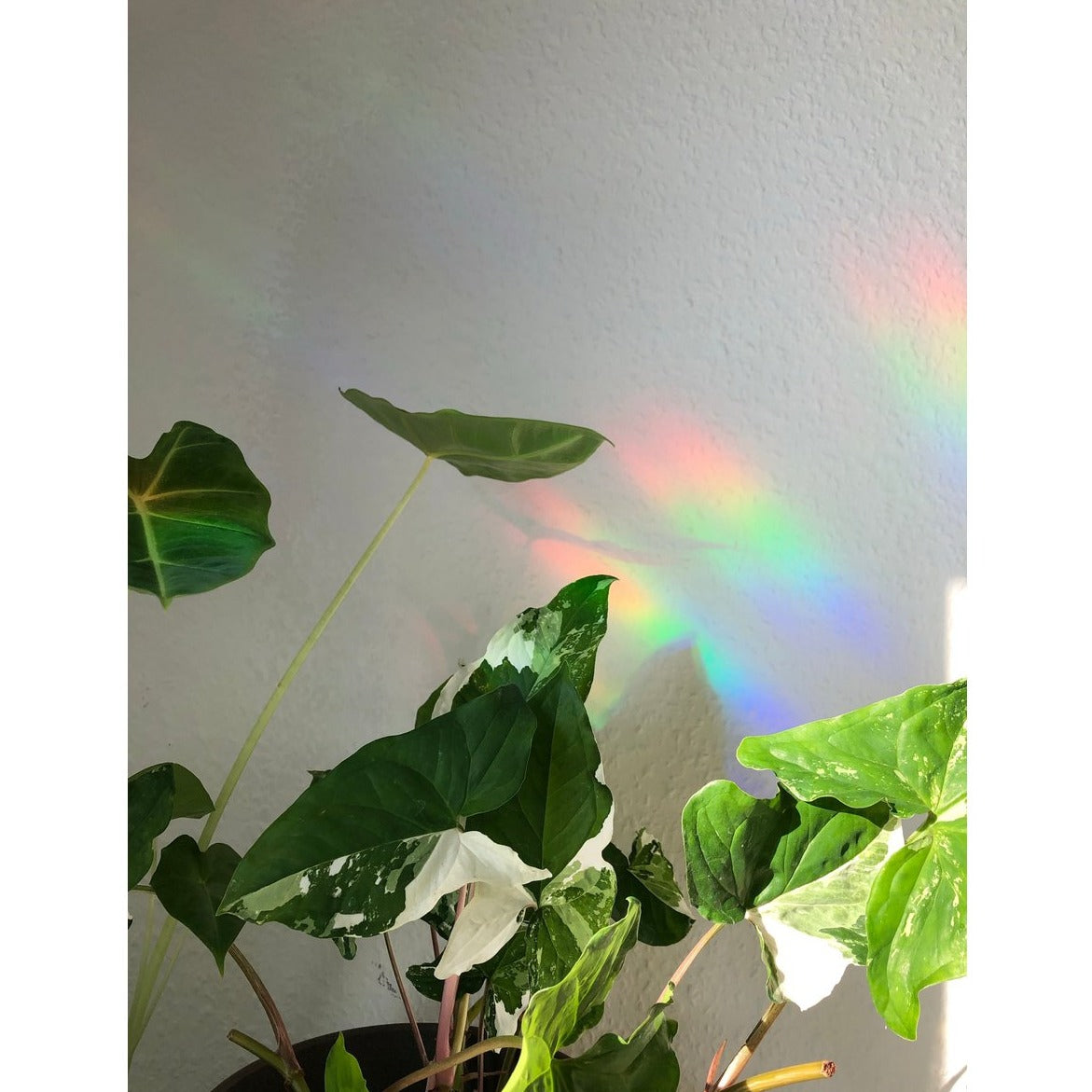 Regenboog Sticker - Anthurium Blad