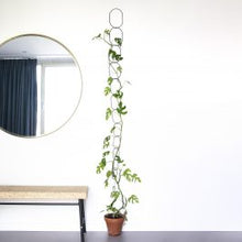 Load image into Gallery viewer, planten klimmen muur mooi ringen zwart goud black gold wall plants climb