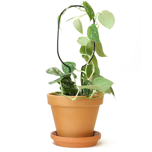 Plantensteun Mini - Hoop - Zwart