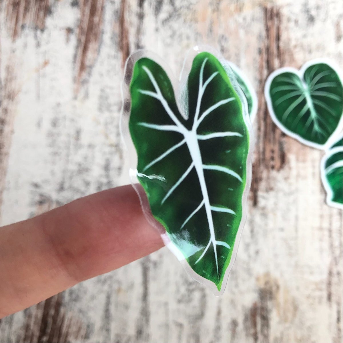 Sticker - Alocasia Frydek Clear