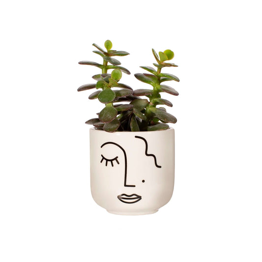 planter sass&belle face