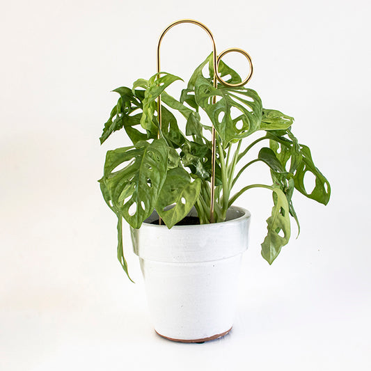 Plantensteun Mini - Bump - Goud