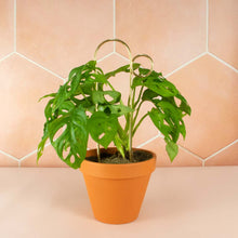 Load image into Gallery viewer, Plant Stake Mini - Bump - Gold