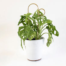 Load image into Gallery viewer, Plant Stake Mini - Bump - Gold