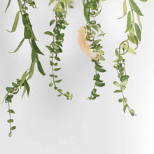 Load image into Gallery viewer, Plant Animal - Chameleon