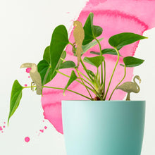 Afbeelding in Gallery-weergave laden, Plantendiertje - Flamingo
