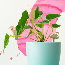 Load image into Gallery viewer, Plant Animal - Flamingo