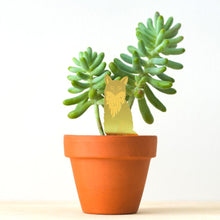 Load image into Gallery viewer, Plant Animal - Fox