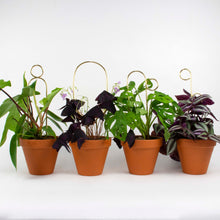 Load image into Gallery viewer, Plant Stake Mini - Hoop - Gold