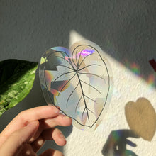 Afbeelding in Gallery-weergave laden, Regenboog Sticker - Philodendron Gloriosum