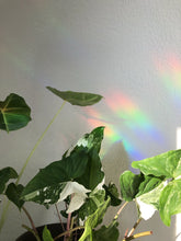 Afbeelding in Gallery-weergave laden, Regenboog Sticker - Plantlady