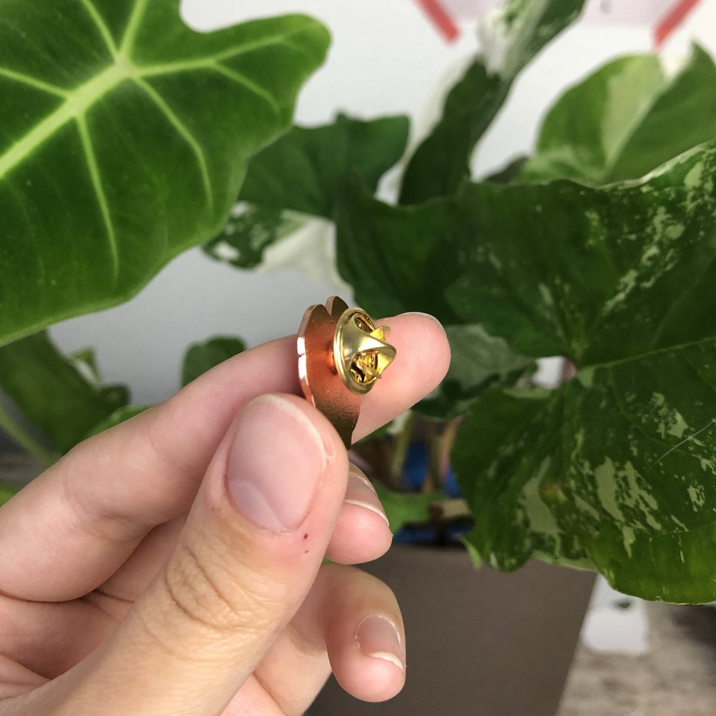 Pin - Monstera Deliciosa
