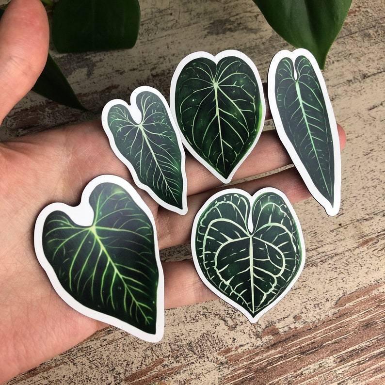 Magnets Set 5 - Anthurium