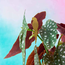 Load image into Gallery viewer, Plant Animal - Parrot
