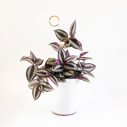 Plantensteun Mini - Perch - Goud