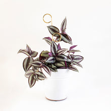 Load image into Gallery viewer, Plant Stake Mini - Perch - Gold
