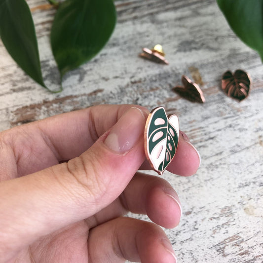 Pin - Monstera Adansonii Variegata