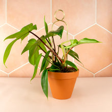 Load image into Gallery viewer, Plant Stake Mini - Pompom - Gold