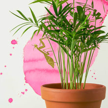 Load image into Gallery viewer, Plant Animal - Praying Mantis