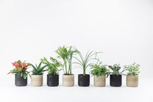 Afbeelding in Gallery-weergave laden, Potjes Set - Stamp Zwart