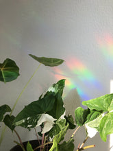 Afbeelding in Gallery-weergave laden, Regenboog Sticker - Monstera
