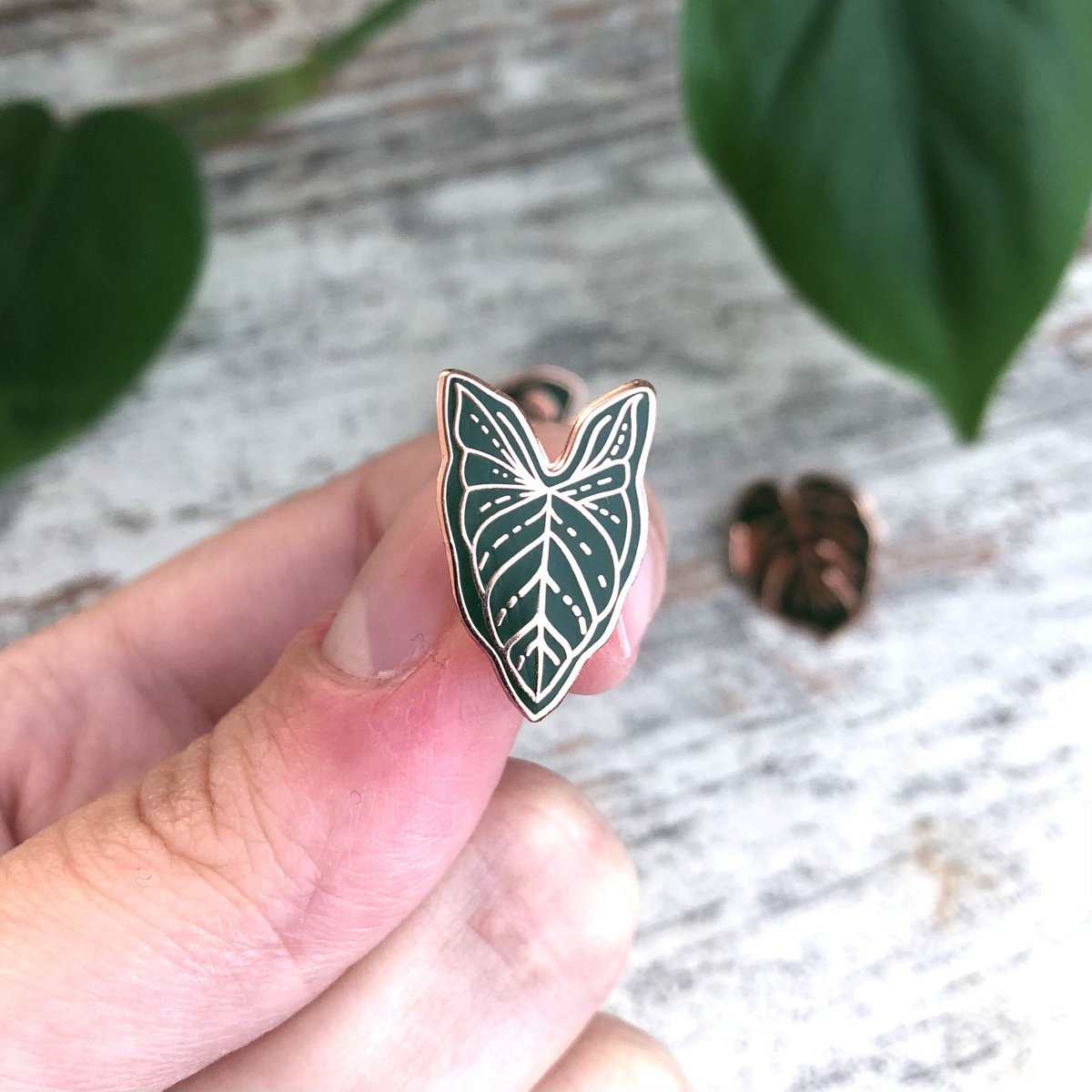 Pin - Syngonium