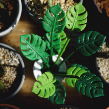 Load image into Gallery viewer, Tropical Party Set