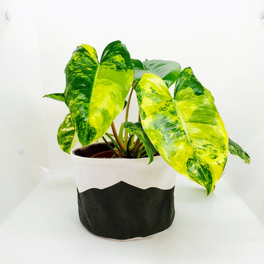 Plantenkleding - Horizon Botanic Black