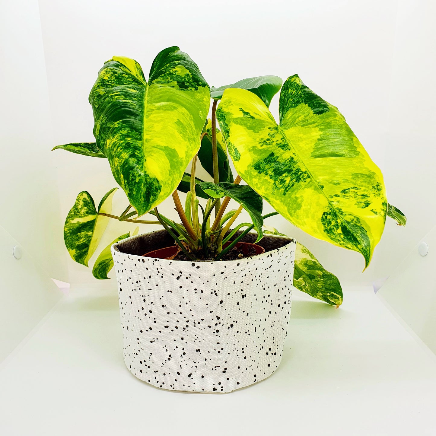 Plantswear - Speckle Botanic Black