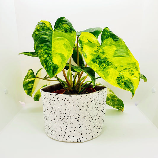 Plantenkleding - Speckle Botanic Black