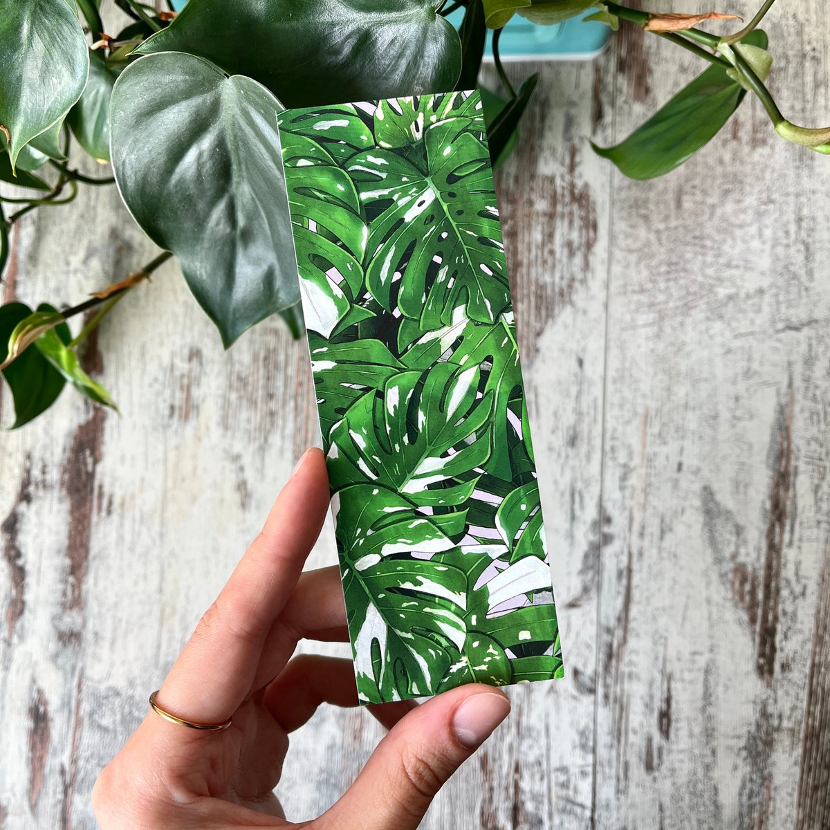 Bladwijzer - Monstera Variegata