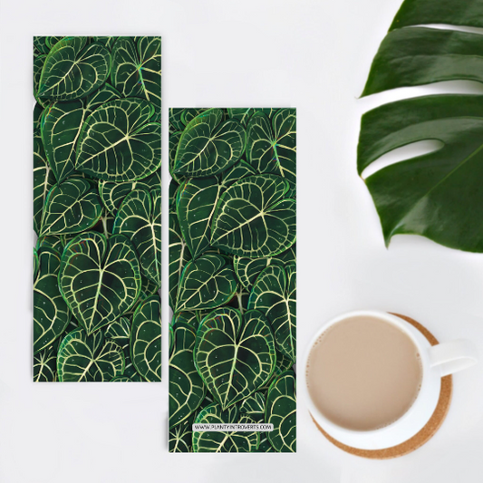 Bladwijzer - Anthurium Clarinervium