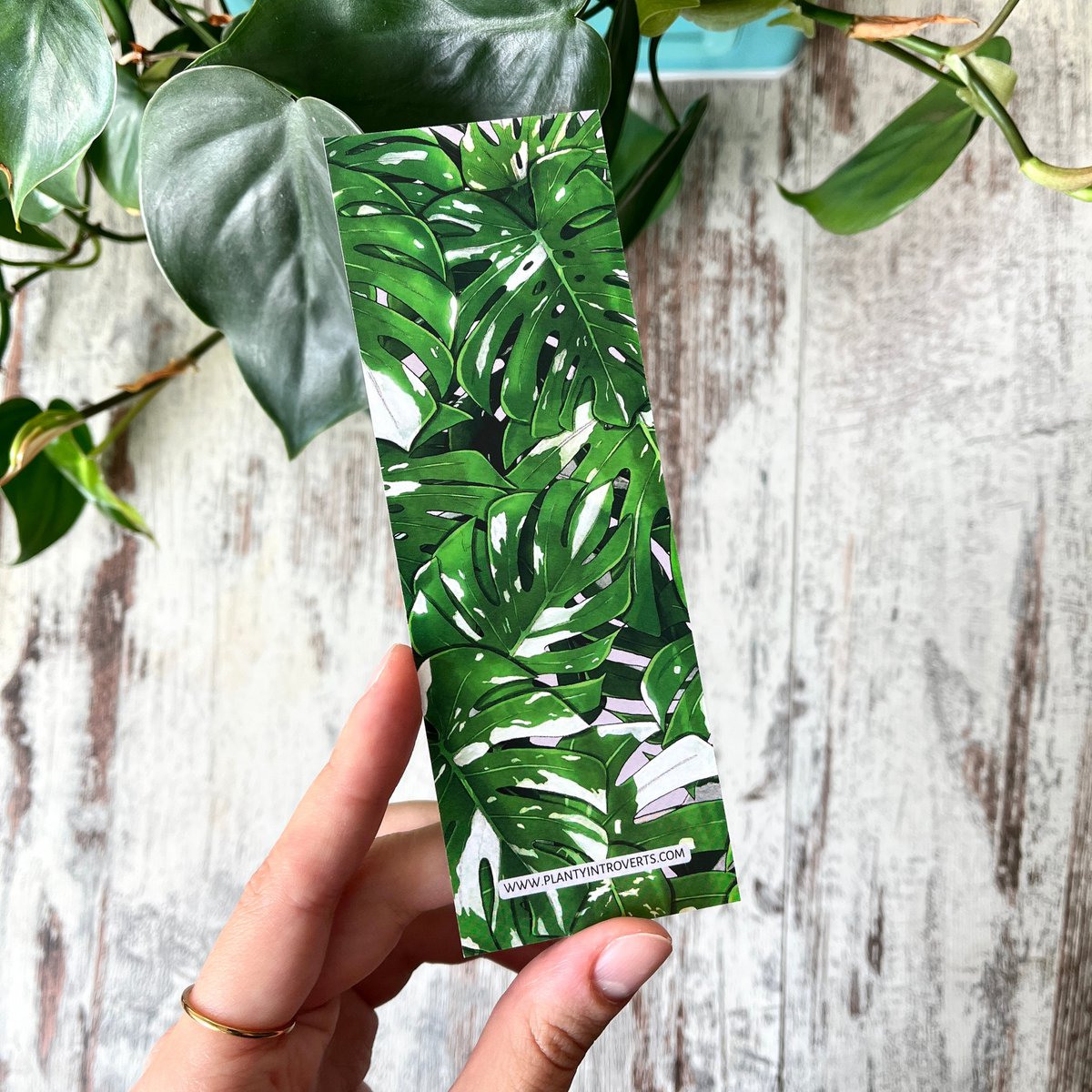Bladwijzer - Monstera Variegata