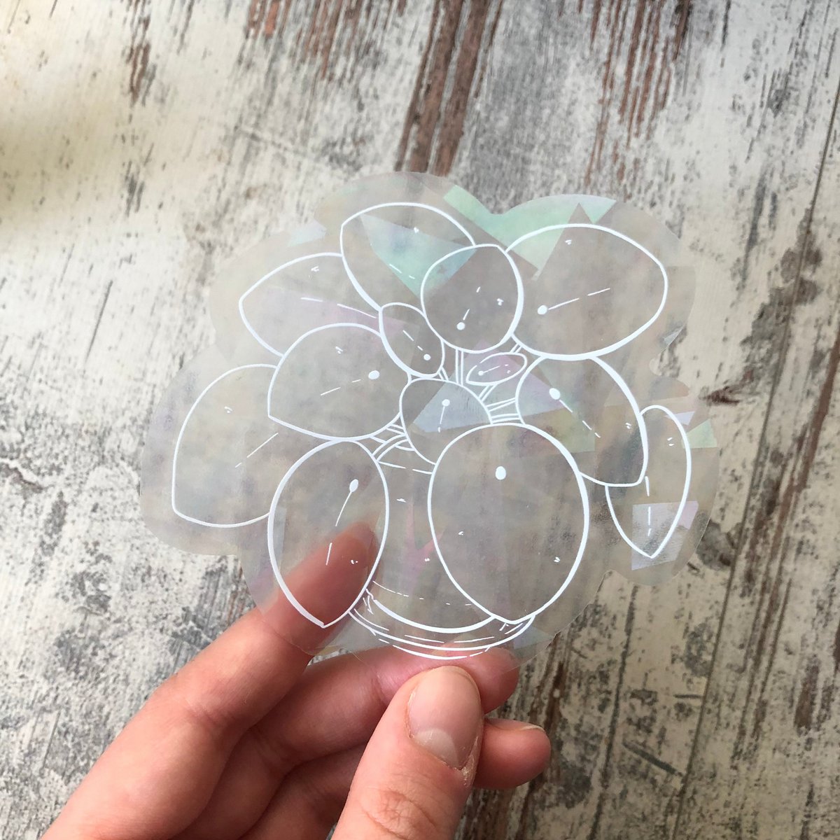 Rainbow Maker - Pilea White