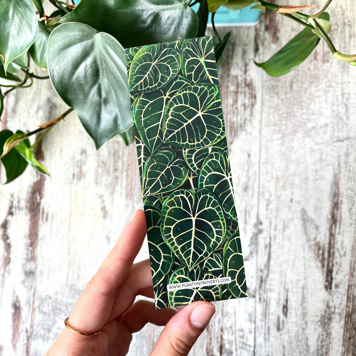 Bookmark - Anthurium Clarinervium