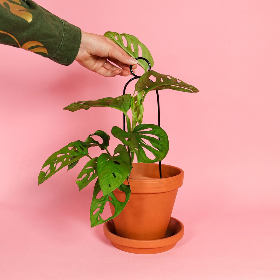 Plantensteun Mini Set - Zwart