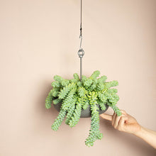 Load image into Gallery viewer, Bolty - Hanging System For Plant Pots
