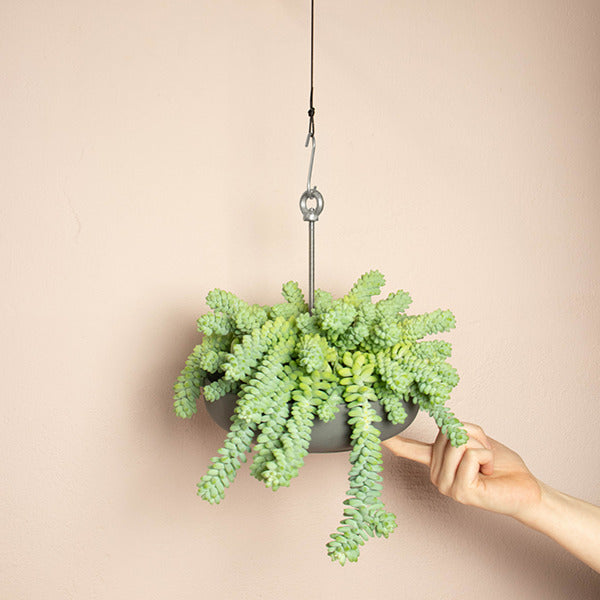 Bolty - Hanging System For Plant Pots