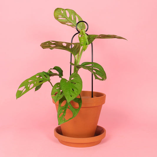 Plantensteun Mini - Pompom - Zwart