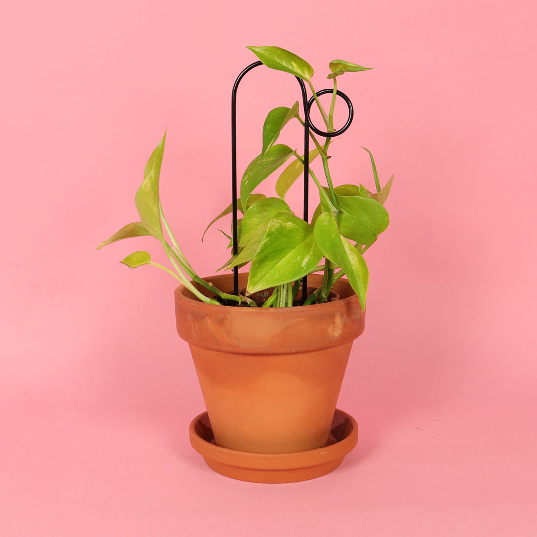 Plantensteun Mini - Bump - Zwart