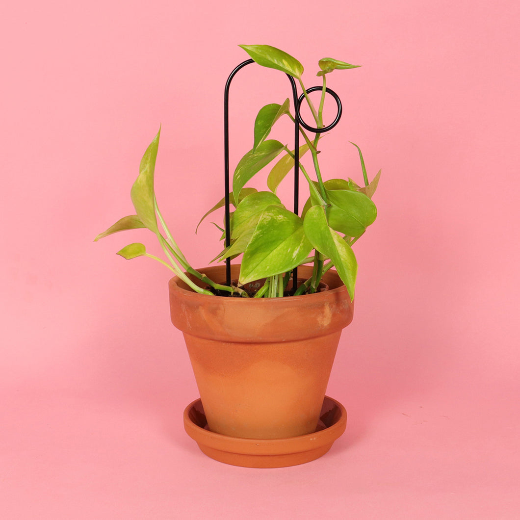 Plant Stake Mini - Bump - Black