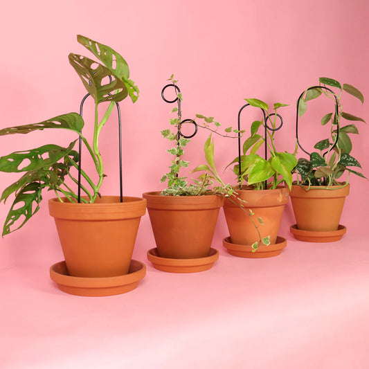 Plantensteun Mini Set - Zwart