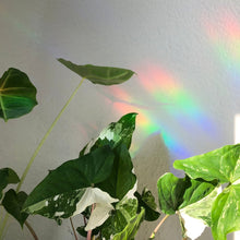 Load image into Gallery viewer, Rainbow Maker - Monstera Leaf with Cat
