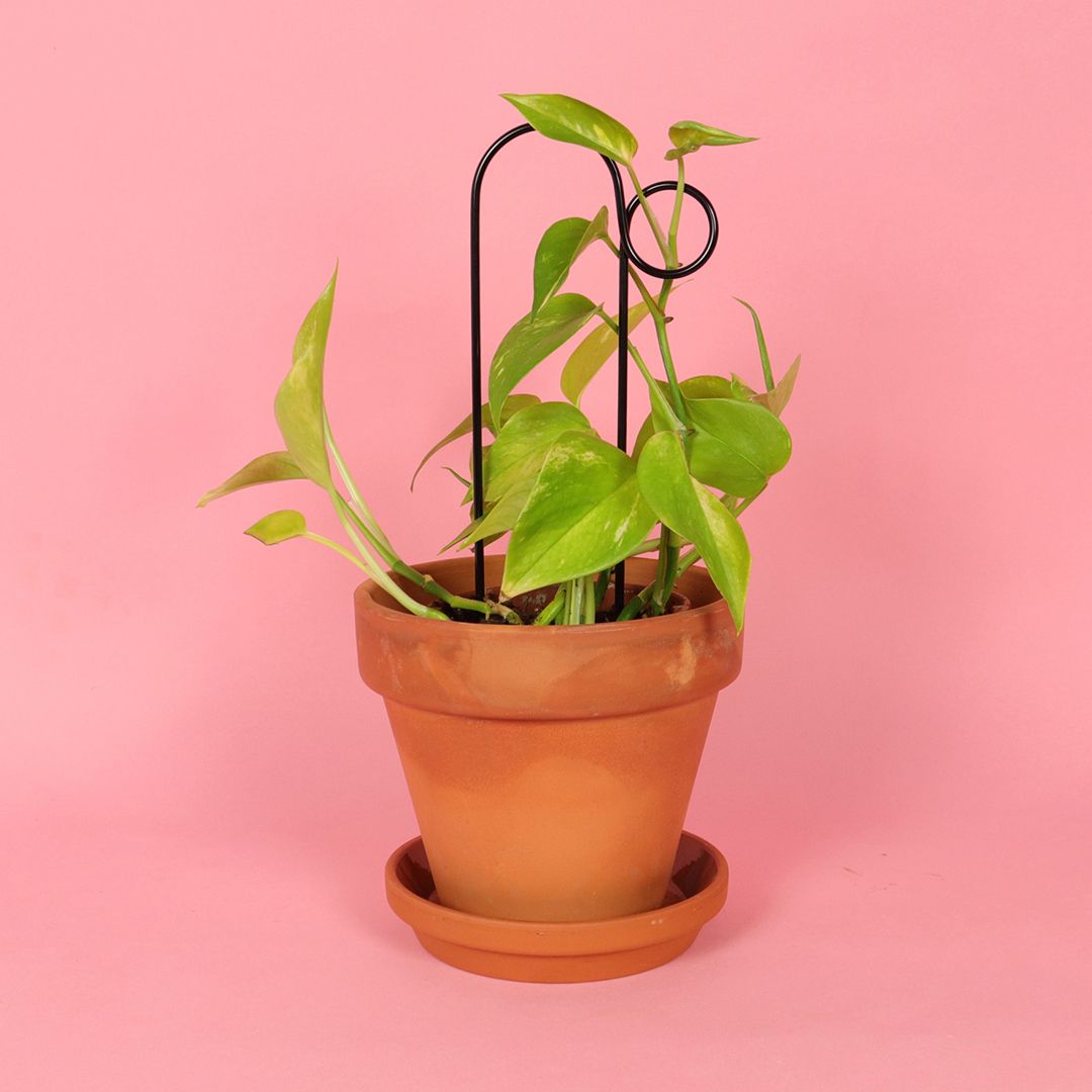 Plantensteun Mini Set - Zwart
