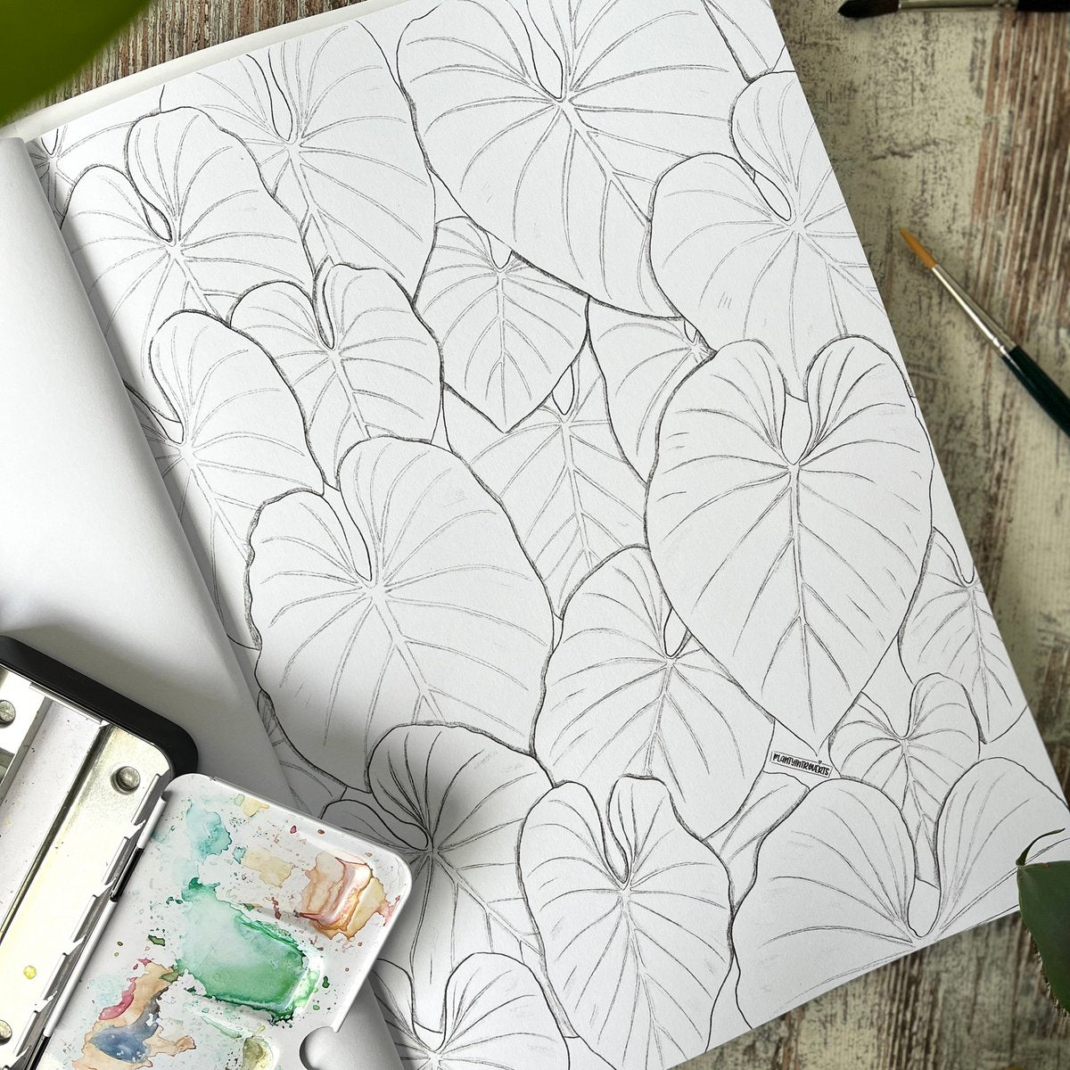 Coloring Book Houseplants